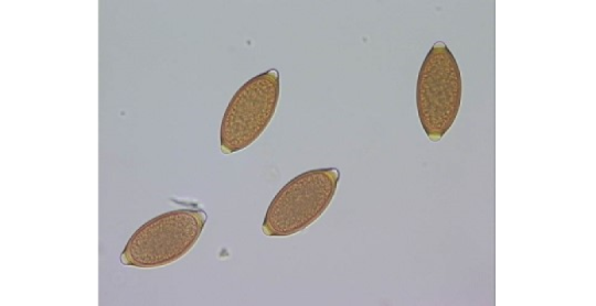 Navigate to the list of Products belonging to this Store Category