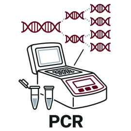 E)  PCR / Molecular