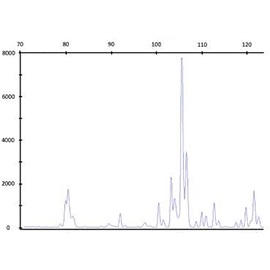 E)  Dermatopathology Clonality Testing (PARR)