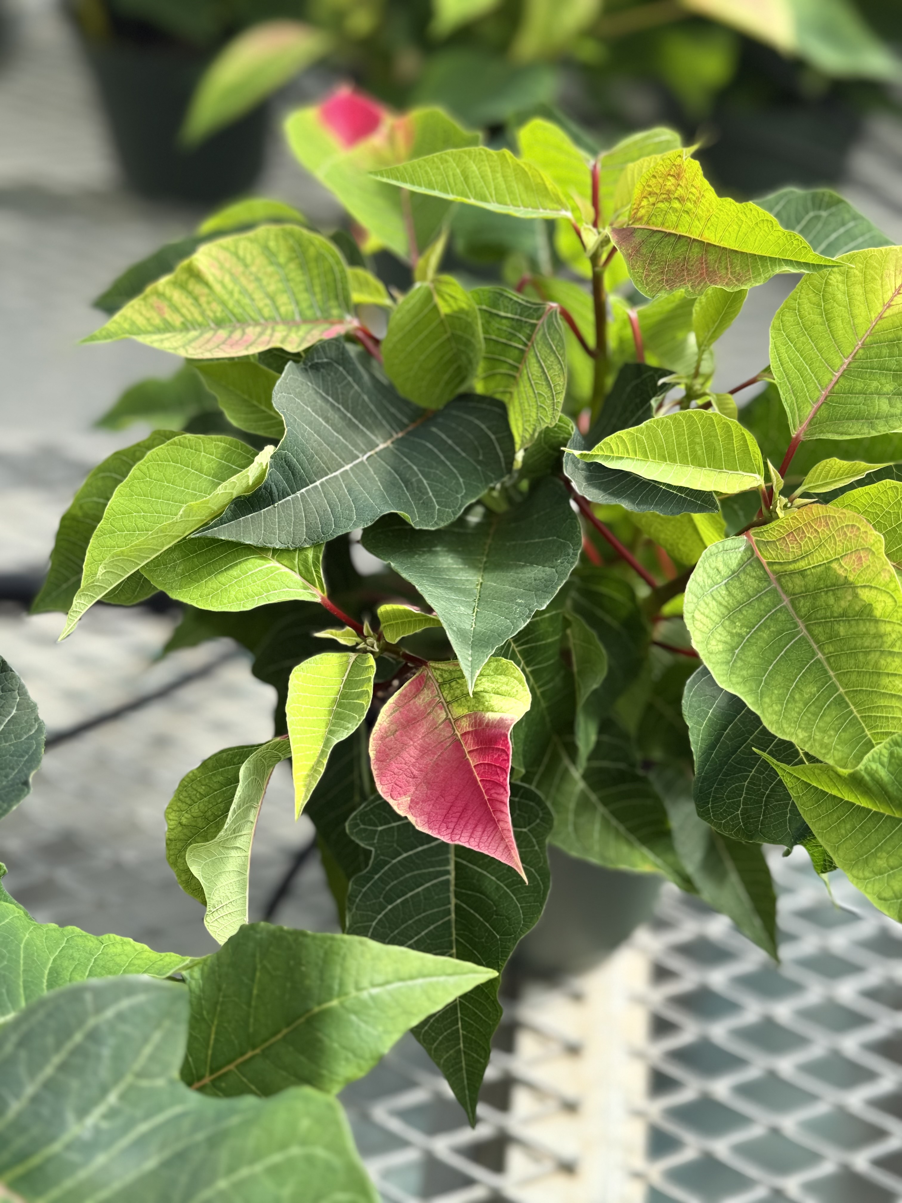 Poinsettia Cultivars and House Plants