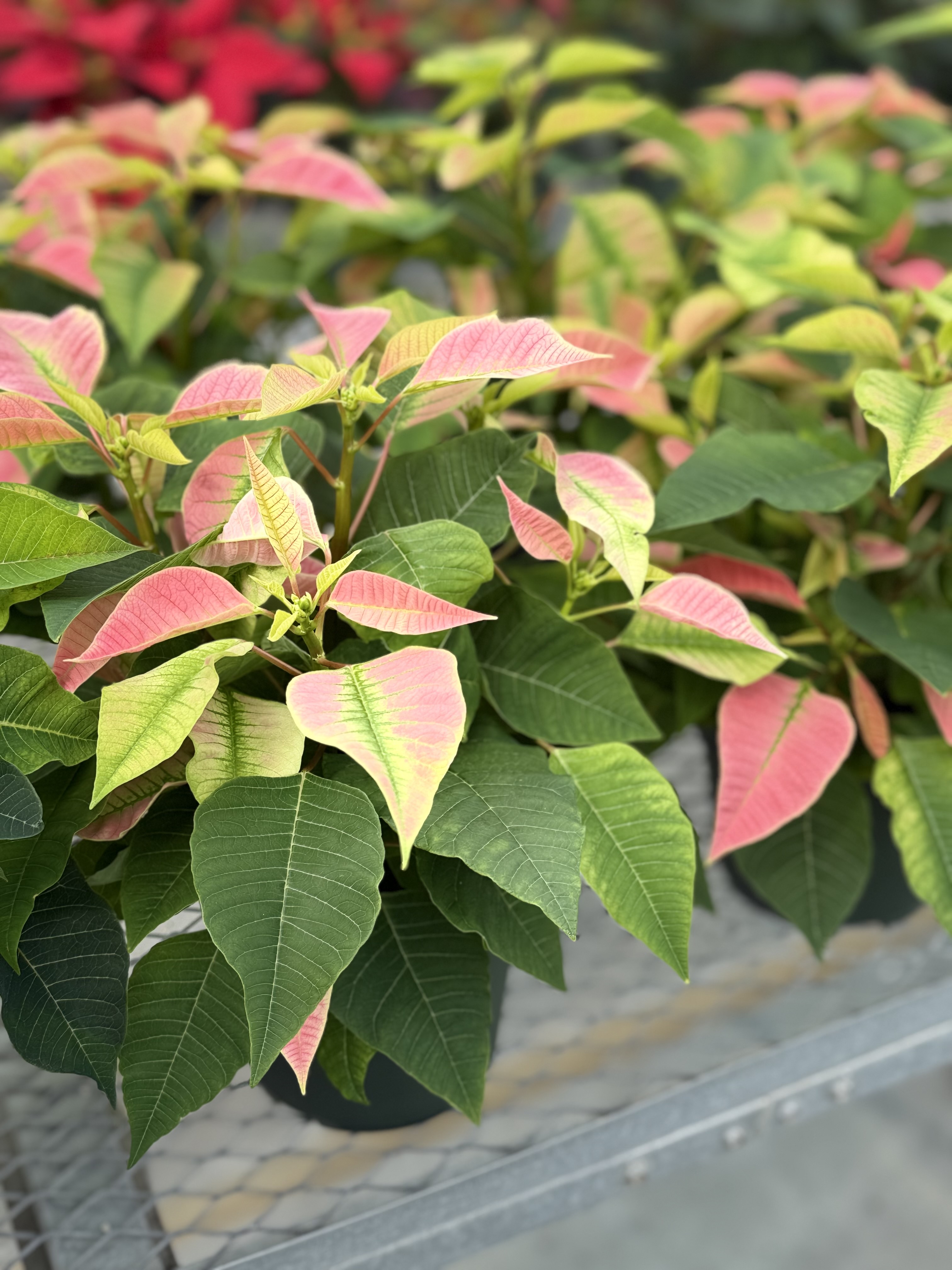 Poinsettia Cultivars and House Plants