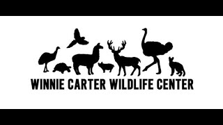 Winnie Carter Wildlife Tour