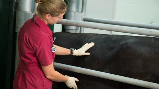 Animal Physical Exam Videos