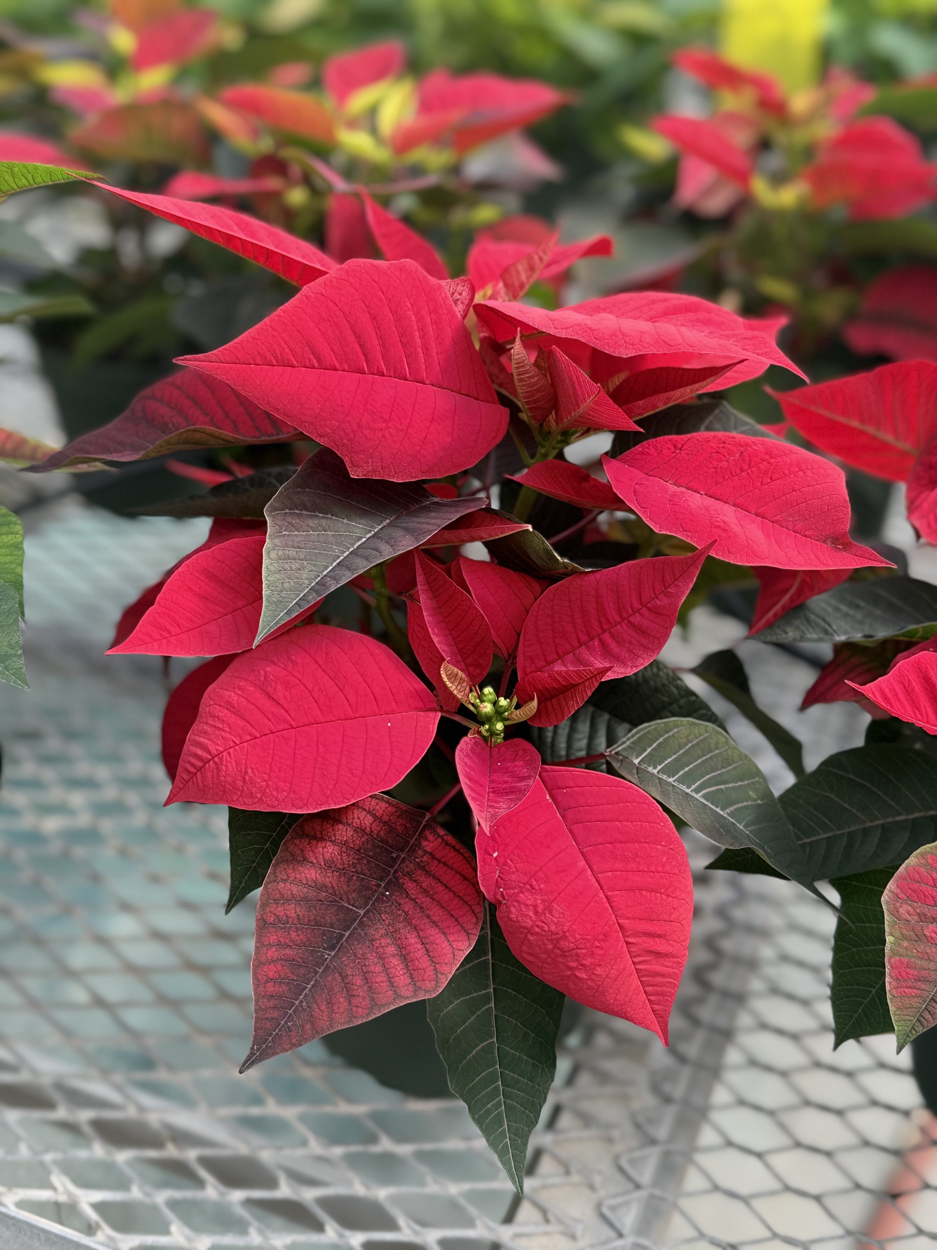 Poinsettia Cultivars and House Plants