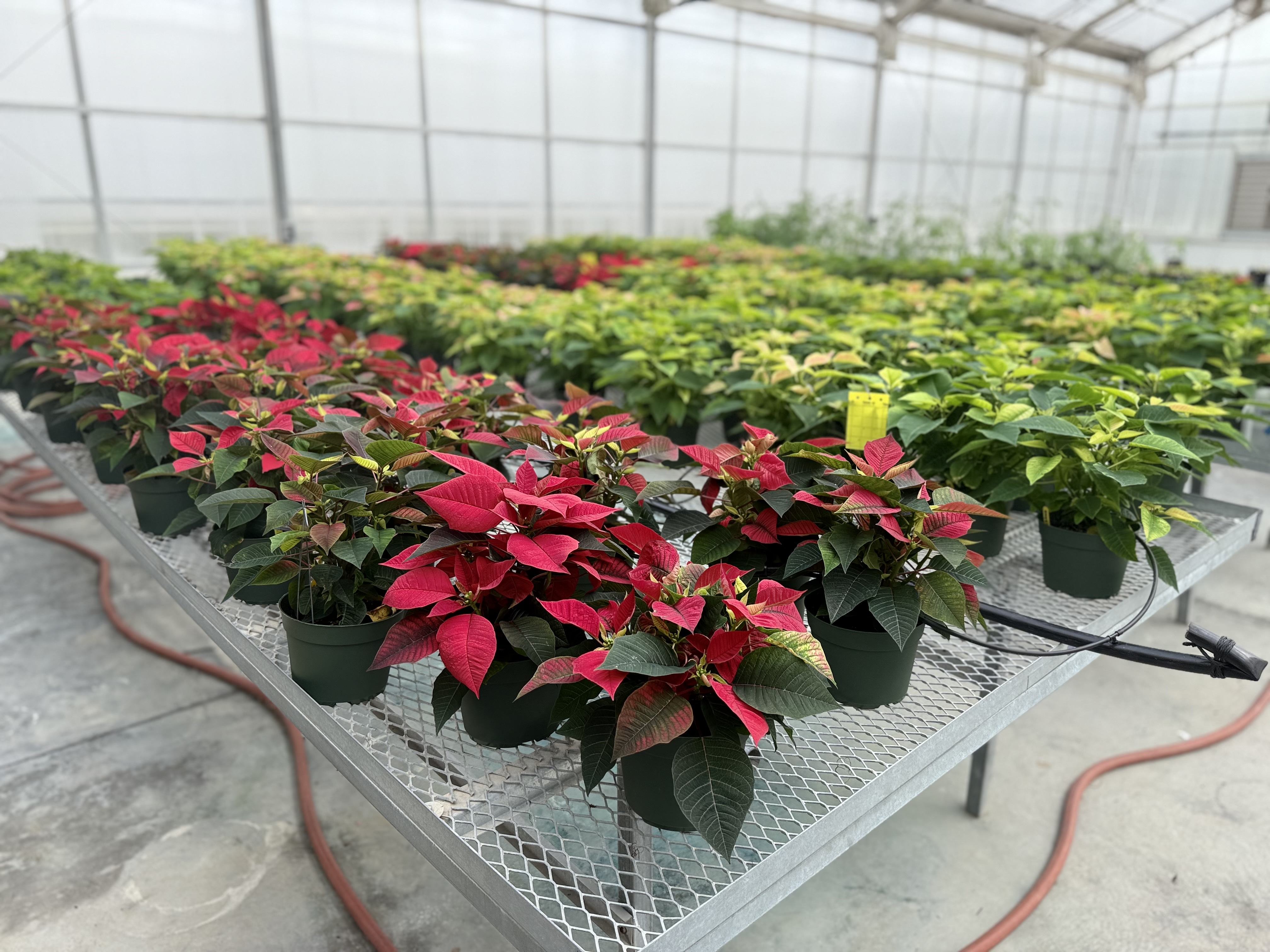 Poinsettia Cultivars and House Plants